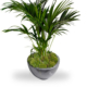Kentia Palm in Pot