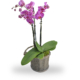 Orchidee Roze in Pot
