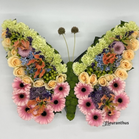 Bloemenvlinder Kleurrijk Exotic