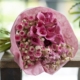 Bloemen kopen in Enschede? Ontdek de dagverse bloemen en prachtige boeketten van Fleuranthus Bloembinders. Wij bezorgen in Enschede en omgeving.